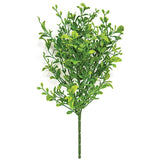 14" Evergreen English Boxwood Bush