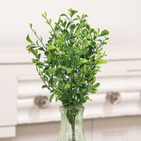 14" Evergreen English Boxwood Bush