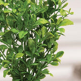 14" Evergreen English Boxwood Bush